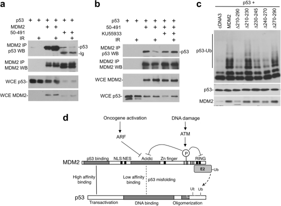 Fig. 10.