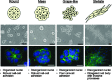 <b>Fig. 2.</b>