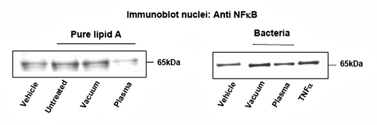 Fig 5