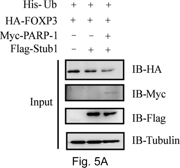 graphic file with name zbc0031637230001.jpg