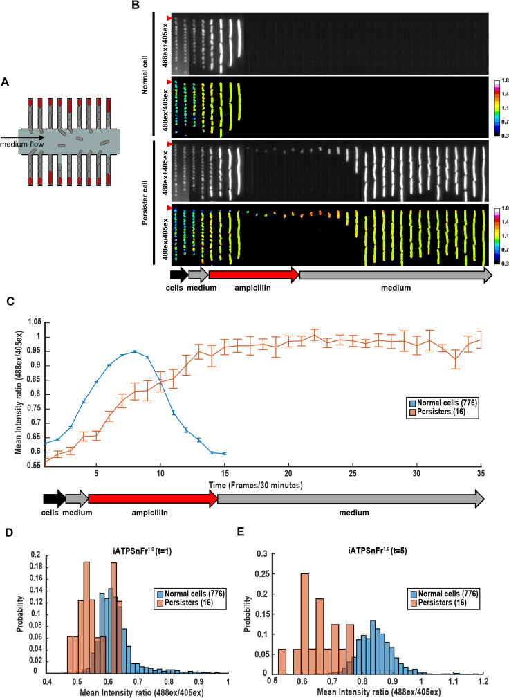 Fig 3