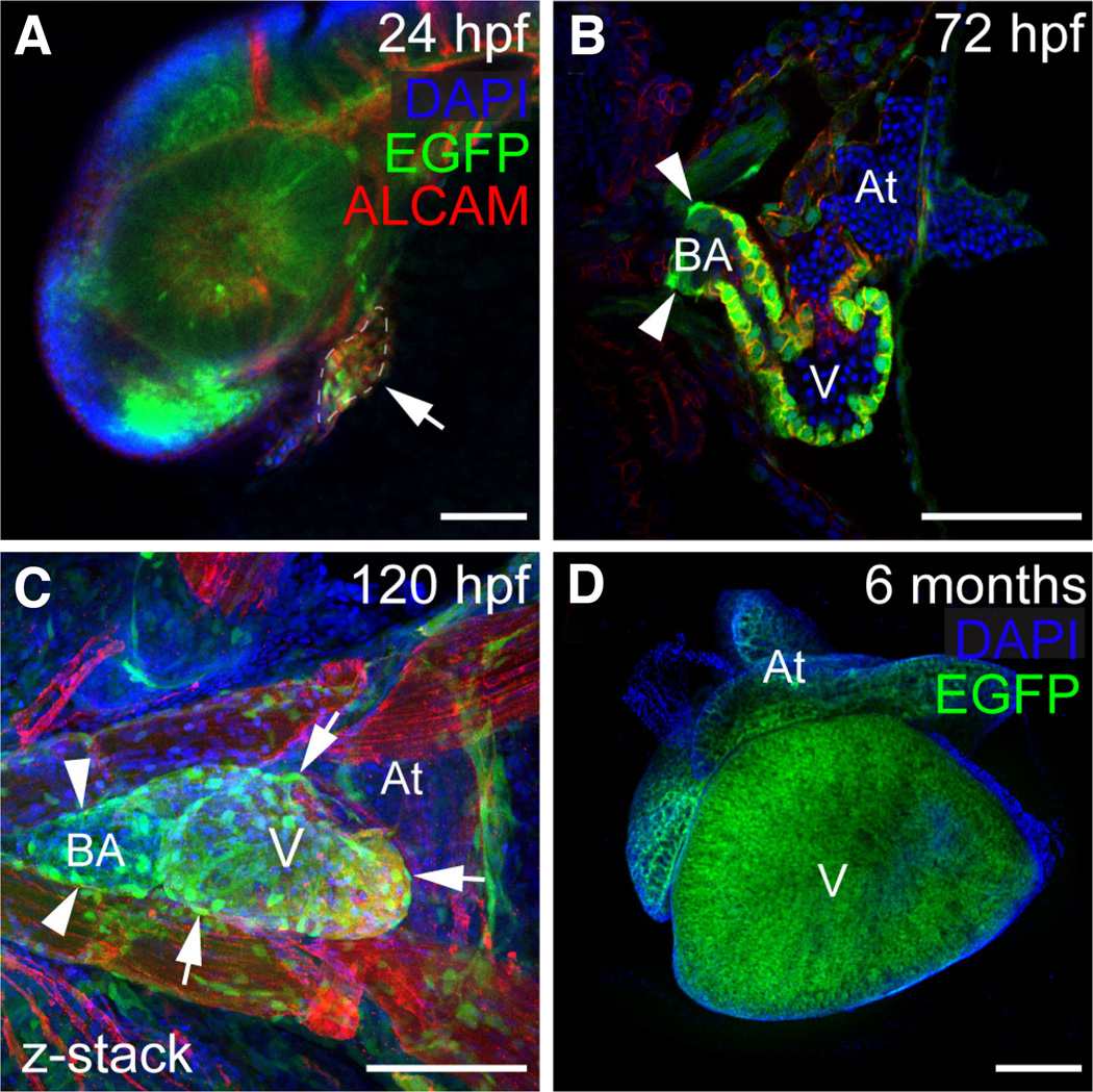 Fig. 4