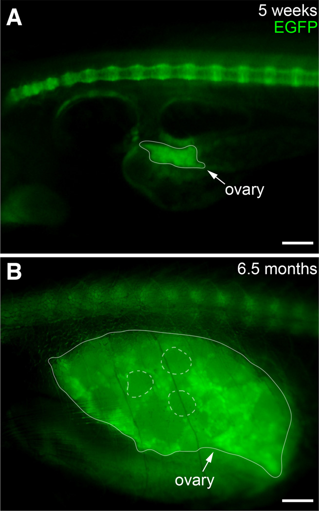 Fig. 10