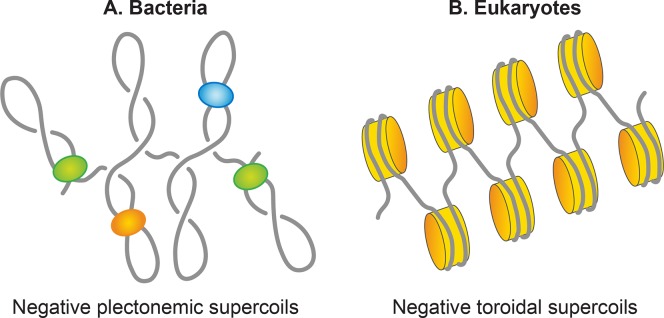 Fig 5