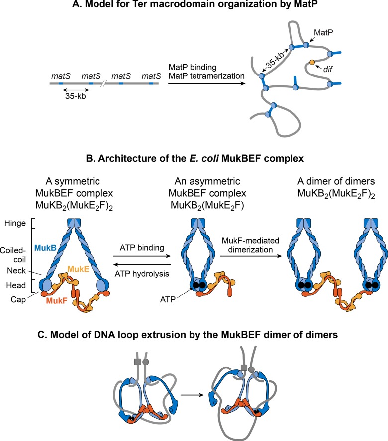 Fig 10