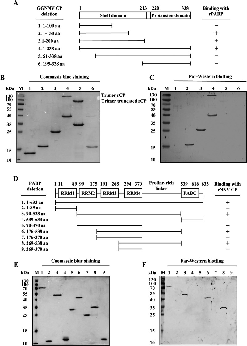 FIG 8