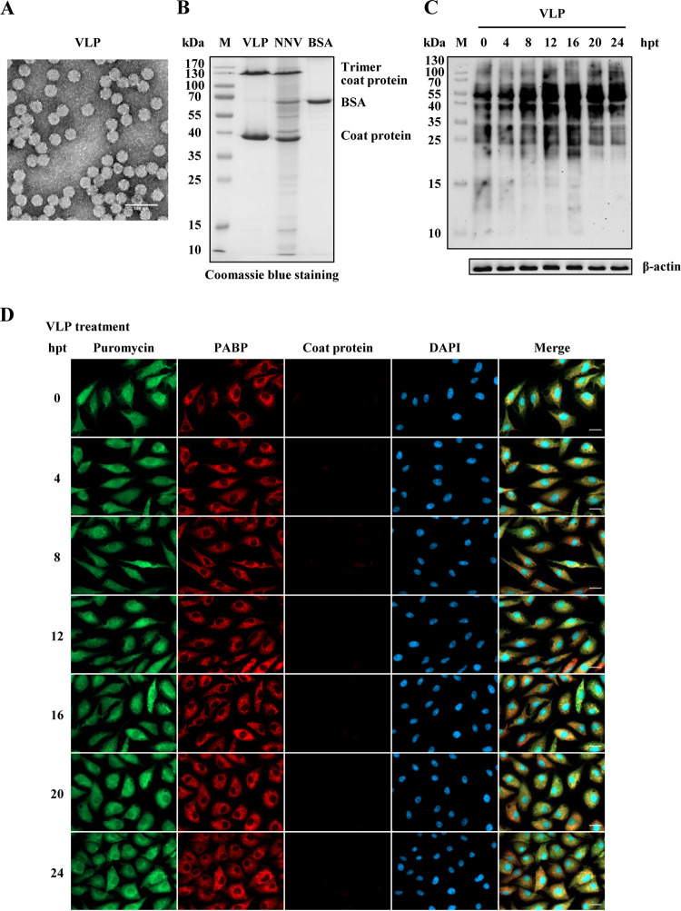 FIG 4