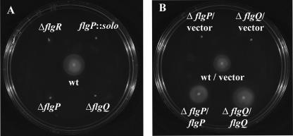 FIG. 2.