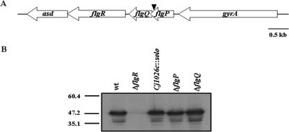 FIG. 1.