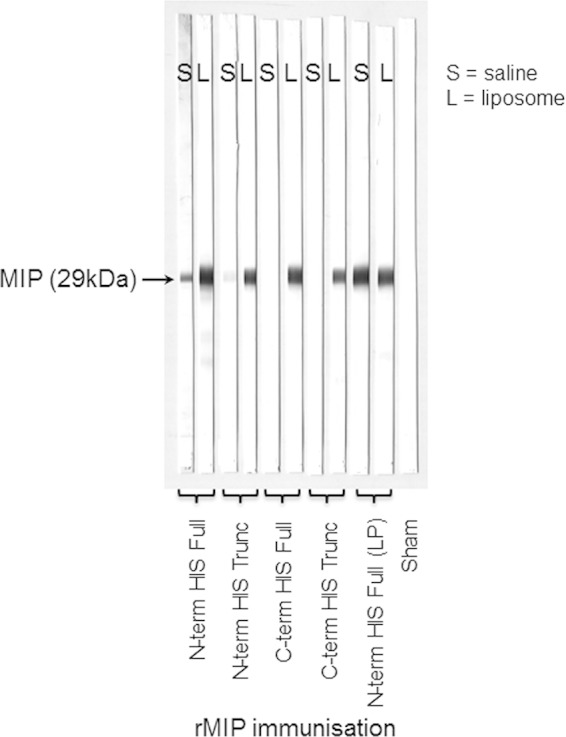 FIG 3