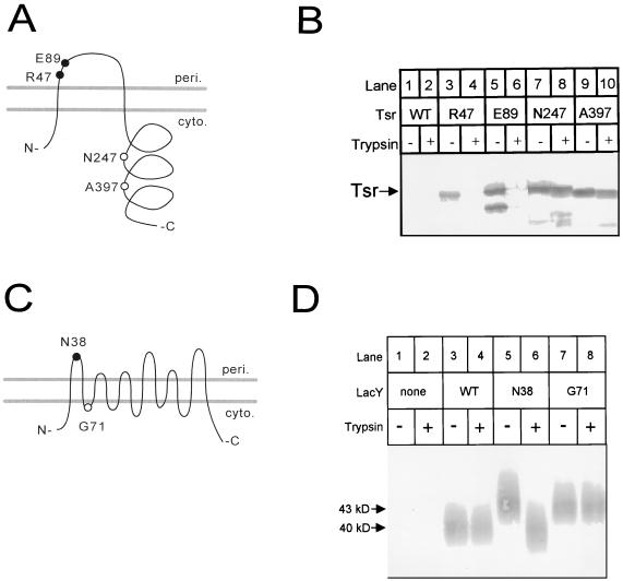 FIG. 1