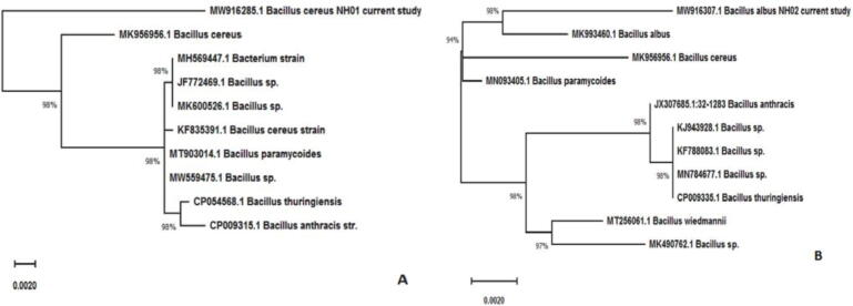 Fig. 7