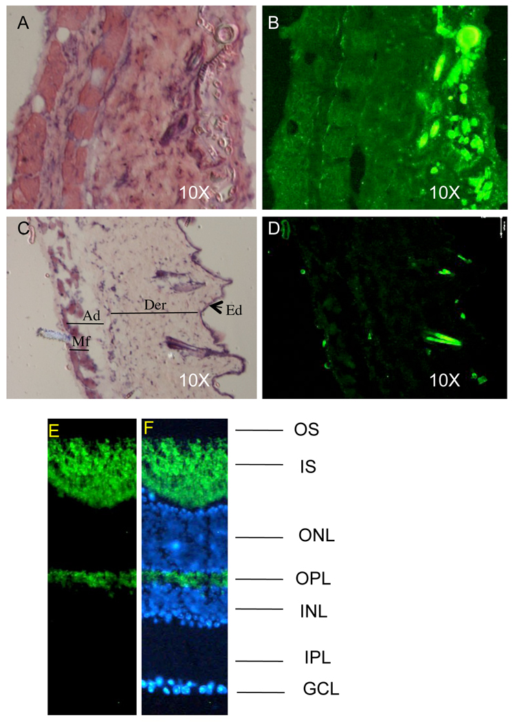 Fig. 6