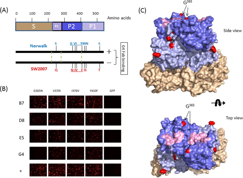 Fig 4