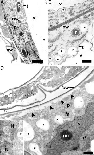 Fig. 5.