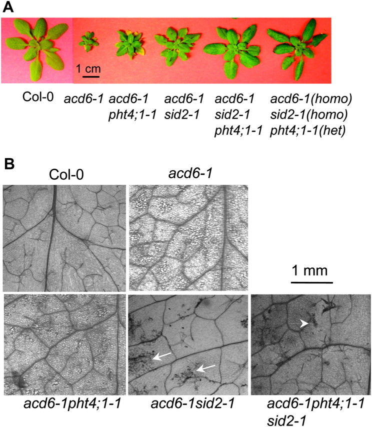 Figure 6.