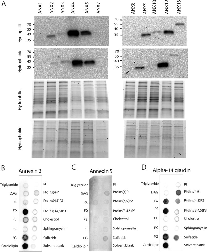 FIG 2 