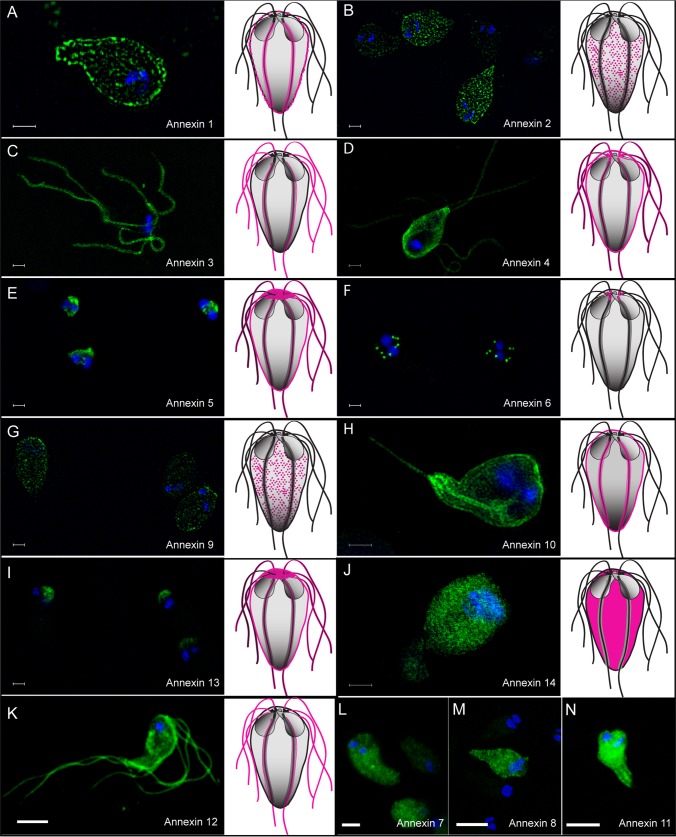 FIG 4 