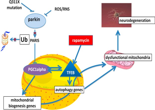 Figure 14.