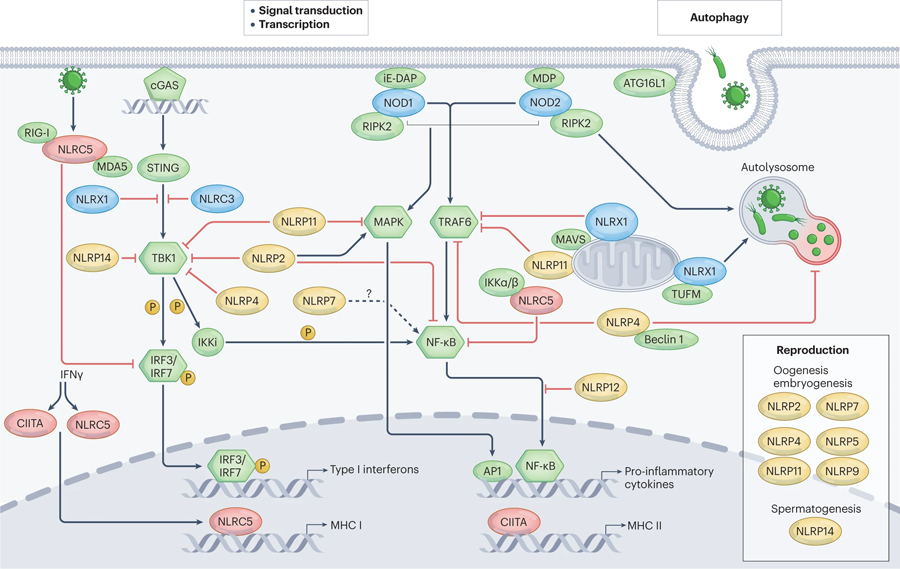 Figure 4: