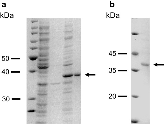 Fig. 5