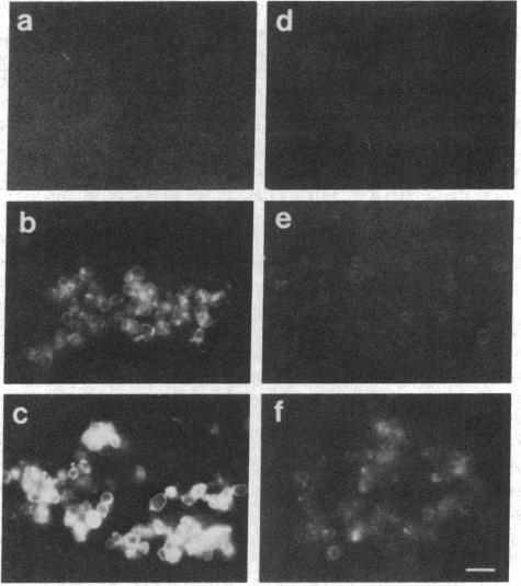 graphic file with name pnas00325-0108-a.jpg