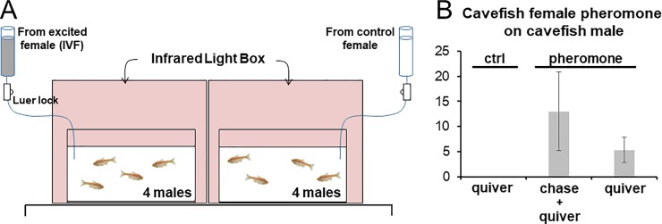 Fig 5