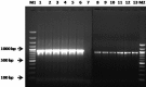 Fig. 3a