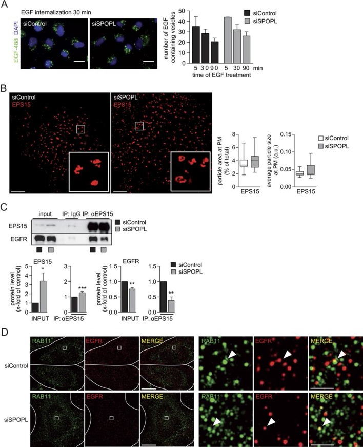 Figure 5—figure supplement 1.