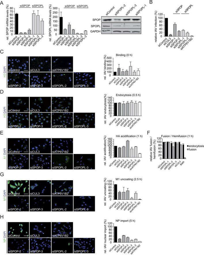 Figure 1—figure supplement 1.