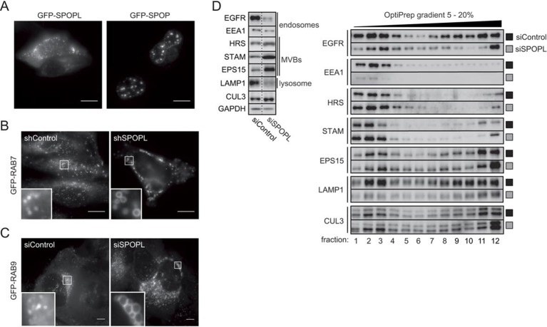 Figure 2—figure supplement 1.