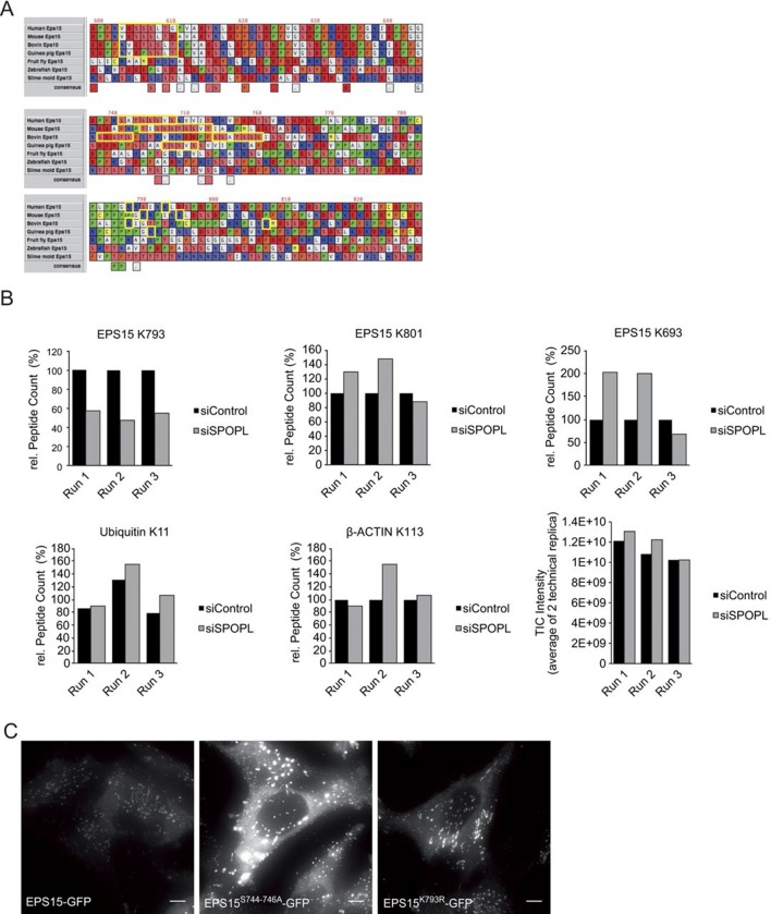 Figure 4—figure supplement 1.