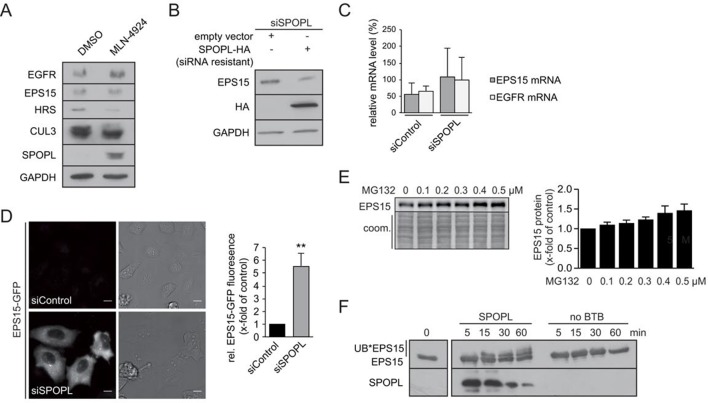 Figure 3—figure supplement 1.