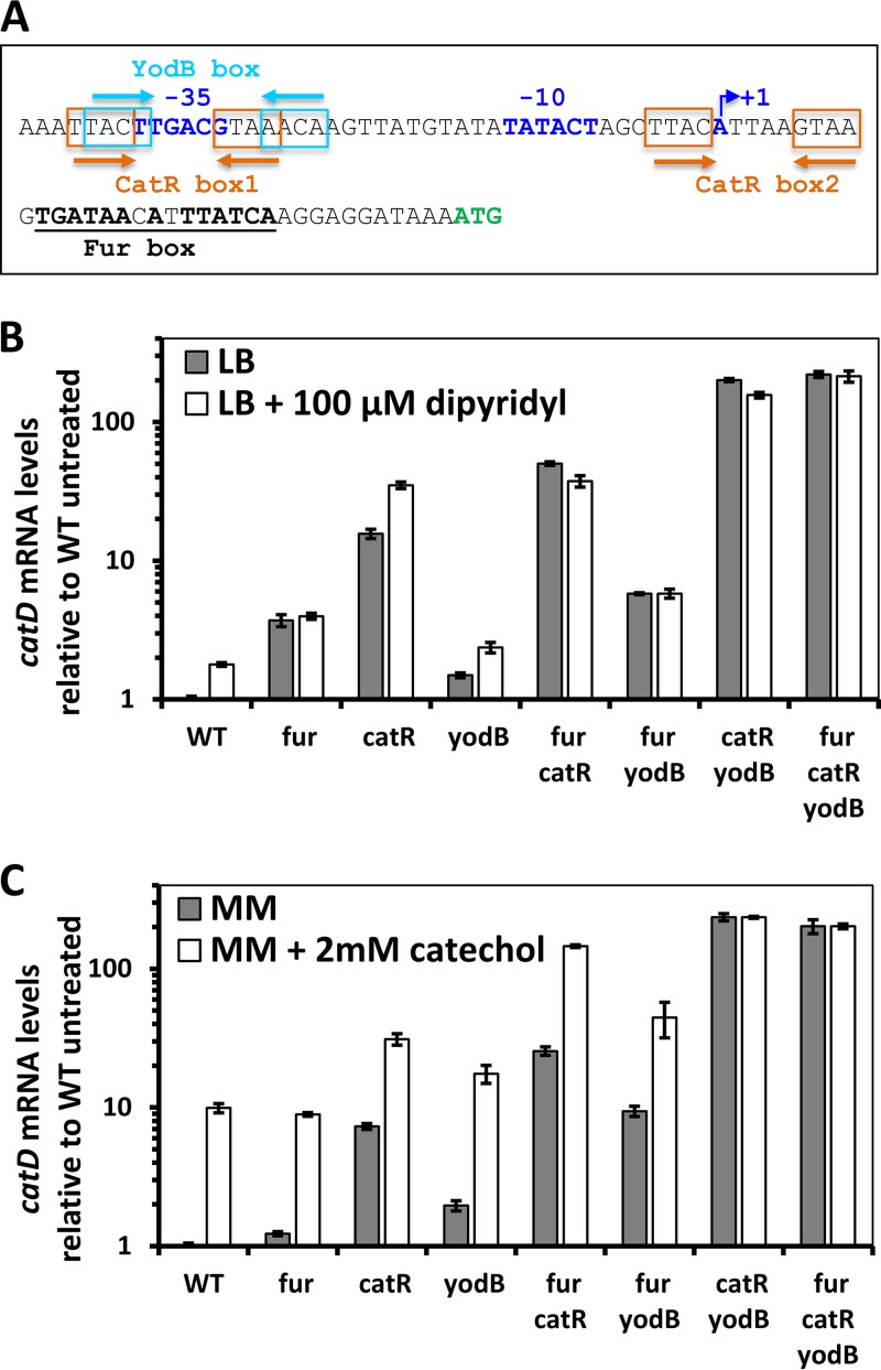 FIG 3