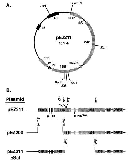 FIG. 1