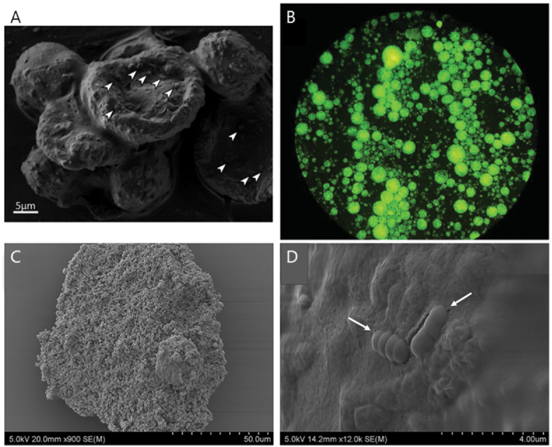 Fig. 8