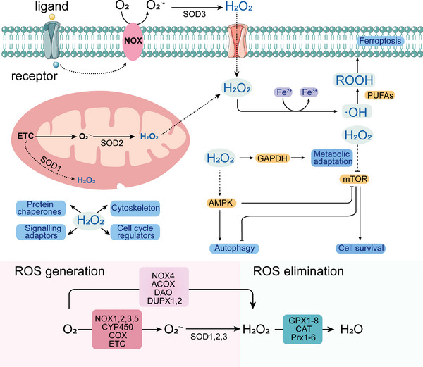 FIGURE 3