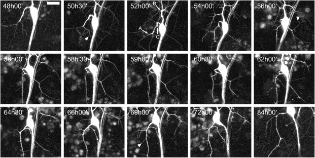 
Figure 12.
