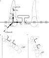 Figure 2. (a) Schematic of complete generic load system acting on a maxillary left lateral incisor bracket. ±Fx, ±Fy, and ±Fz force components act in the buccal/palatal, distal/mesial, and apical/incisal directions, respectively. The directions of the moment vector components (±Mx, ±My, and ±Mz) are defined by the RHR convention—the thumb of the right hand points in the direction of the moment (open) vector arrow, and the fingers indicate the direction of rotation. As an example, −Mz would produce a mesial-in distal-out rotation. (b) The distorted arch corresponds to the depictions in Figure 2a and in Figure 1a. (c) Distorted arch based on canine x-y data.