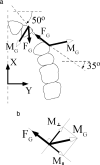 Figure 9. (a) For the desired tooth translations, each FG must approximate its y′-axis. With an appropriate FG, as on the canine for example, to counteract its tipping action, (b) there must be a component of MG, M⊥, which is perpendicular to the force. M∥ is the component of MG that is parallel to FG.