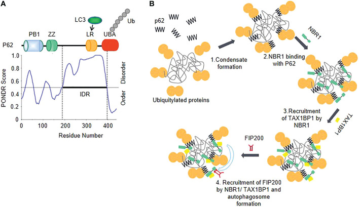 Figure 4