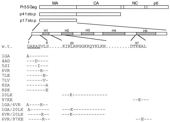 FIG. 1