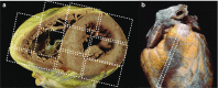 Fig. 4