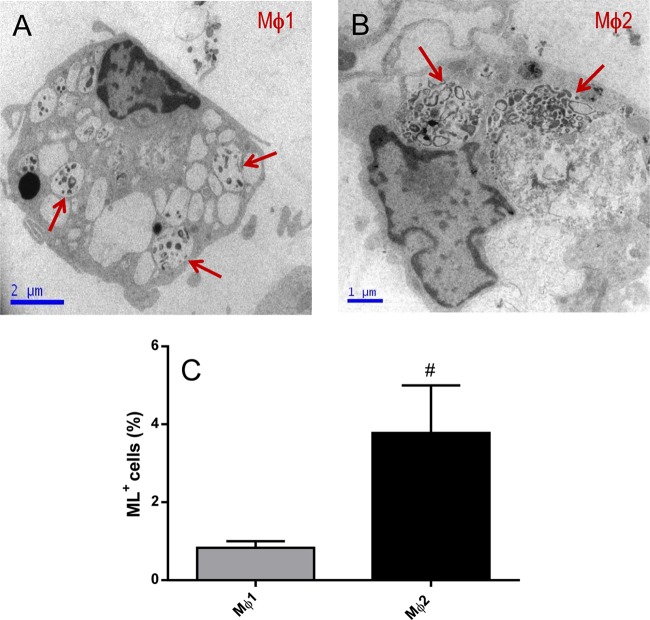 FIG 2