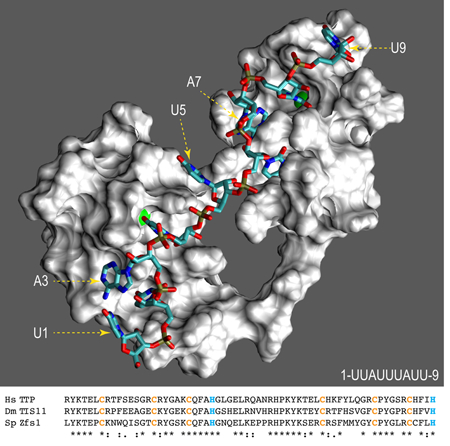 graphic file with name nihms-1015192-f0009.jpg