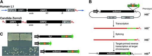 Figure 1.—