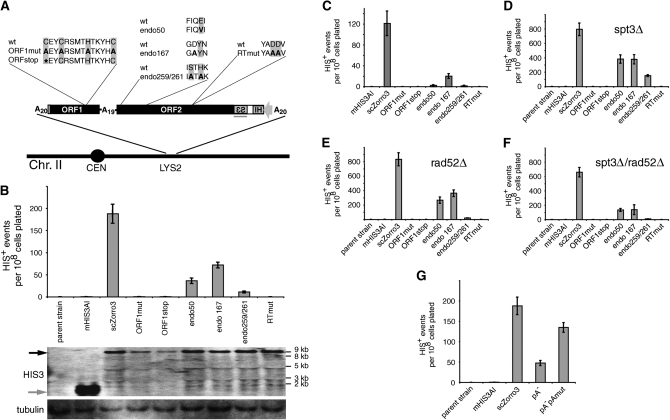 Figure 2.—