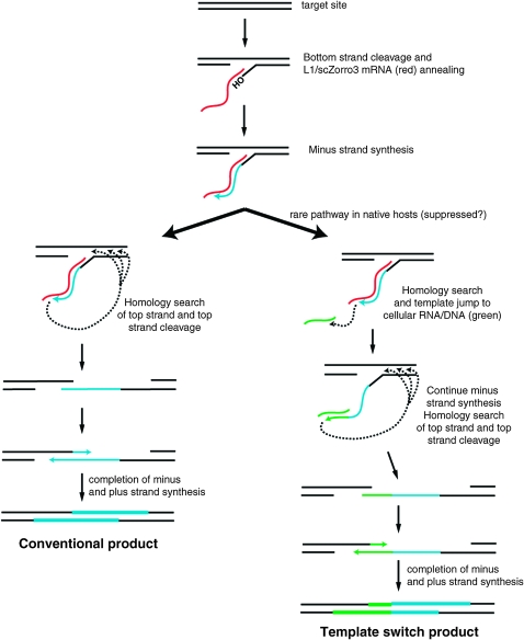 Figure 5.—