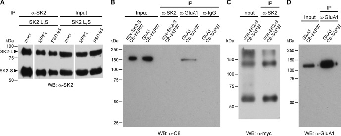 Figure 2—figure supplement 1.