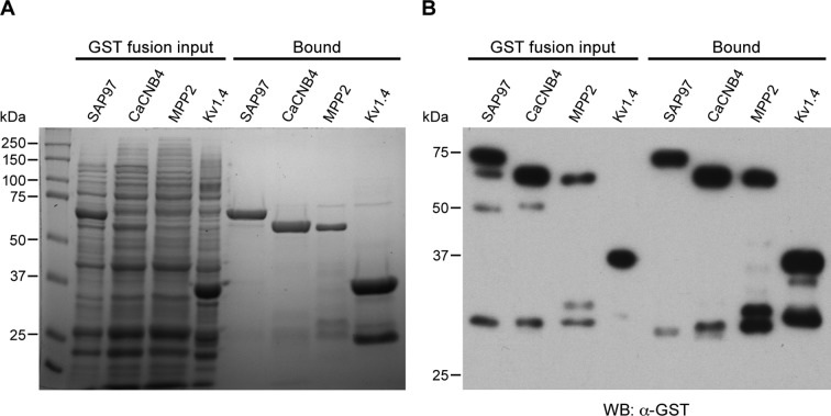 Figure 2—figure supplement 2.